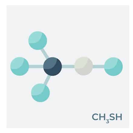 Methyl mercaptan is a colourless, highly flammable, toxic gas with a distinct, strong unpleasant odour.