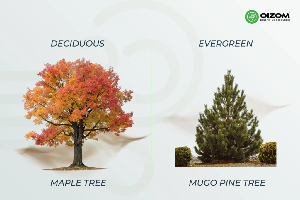 Common Misconceptions About Trees and Air Pollution