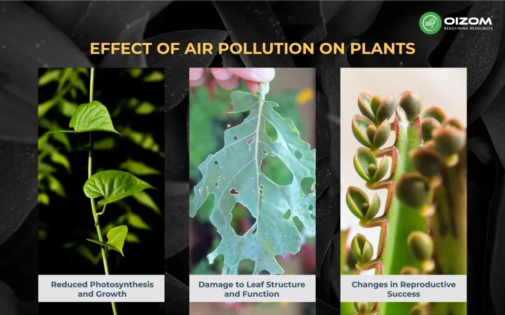 Effects of Air Pollution on Plants