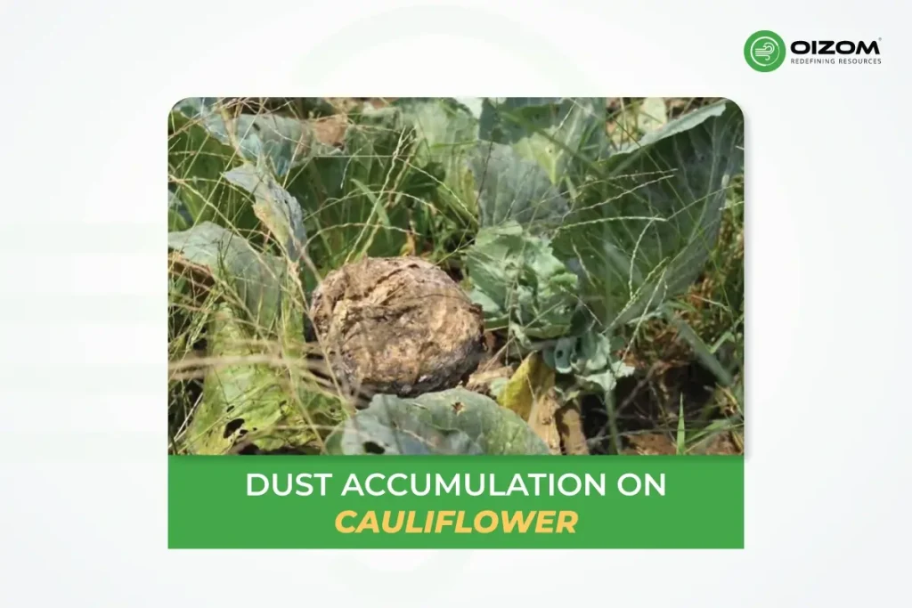 Dust Accumulation on Cauliflower